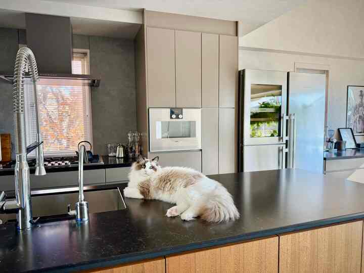 キッチンとお猫さま。
小窓から見える木々が色付いてきて、秋を感じております。

ガスコンロ、スチームオーブン、食洗機はガゲナウ。
水栓はグローエ、冷蔵庫はリープヘルです。

#キッチン #ガゲナウ #グローエ #リープヘル #猫がいる暮らし #ラグドール #ミッドセンチュリー #ヴィンテージ 