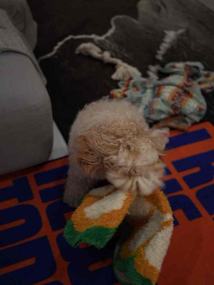 暗いトーンのリビング、床に重ねられたラグと鮮やかなバスマットをくわえた犬がいる雰囲気のあるインテリア