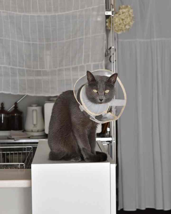 透明なプラスチックカラーをつけたグレーの猫が白いキッチンカウンターに座っている様子