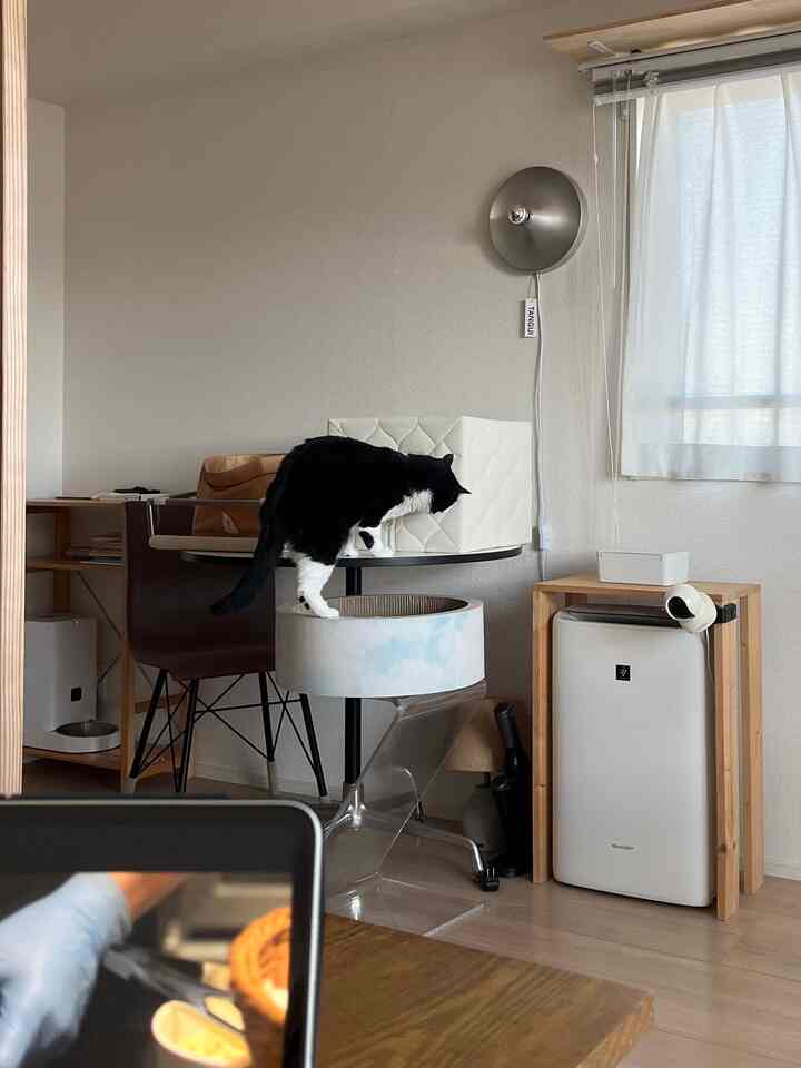 ナチュラルカラーの1LDKリビング、黒猫がサイドテーブルとカフェテーブルの上でくつろぐモダンなインテリア