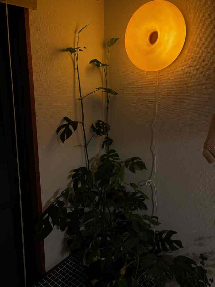 暖かな自然色の光が広がる角に配置された大きな植物と丸い壁灯がある落ち着いた空間