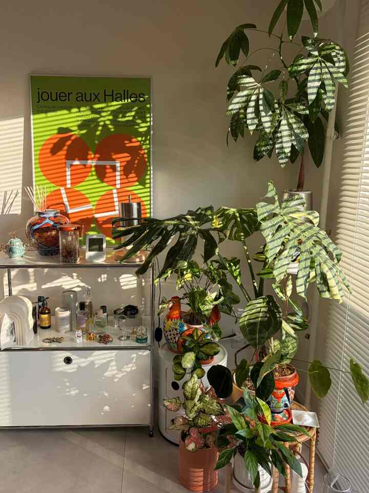 夕日に照らされてBauhausのアートのオレンジと緑がいい感じのショット。
観葉植物コーナーもいい感じに育ってくれています。

#ミッドセンチュリー　#ミッドセンチュリーモダン　#モジュール　#モジュール家具　#観葉植物