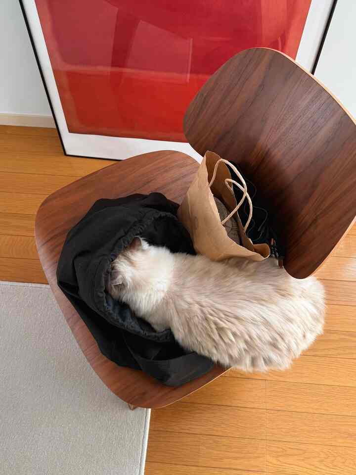 Wood tone floor and chair feature in space with a black garment and a cat resting on the chair seat