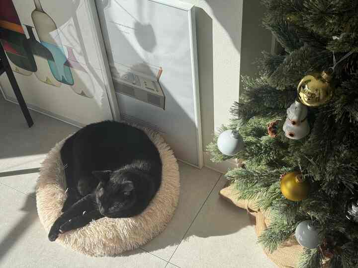 日差しが差し込む白い床の空間に、クリスマスツリーとベージュ色のペットベッドでくつろぐ黒猫がいる、雰囲気のあるインテリア。