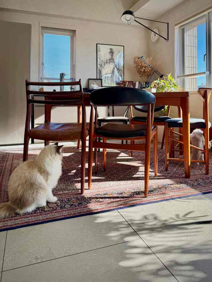 Natural modern dining room featuring wood tone table and chairs, red patterned rugs, and cats in a warm, sunlit atmosphere