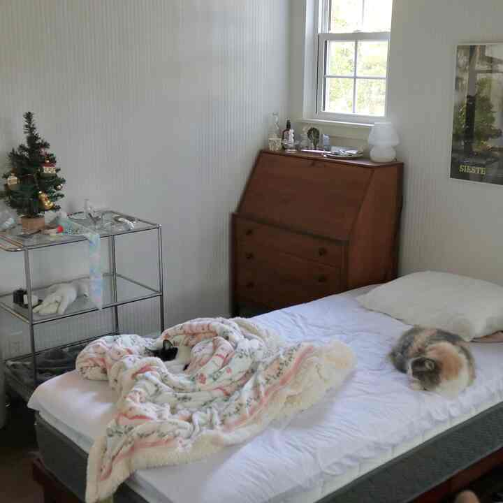 白い壁とベッドがある寝室に、2匹の猫が休むナチュラルな雰囲気のインテリア