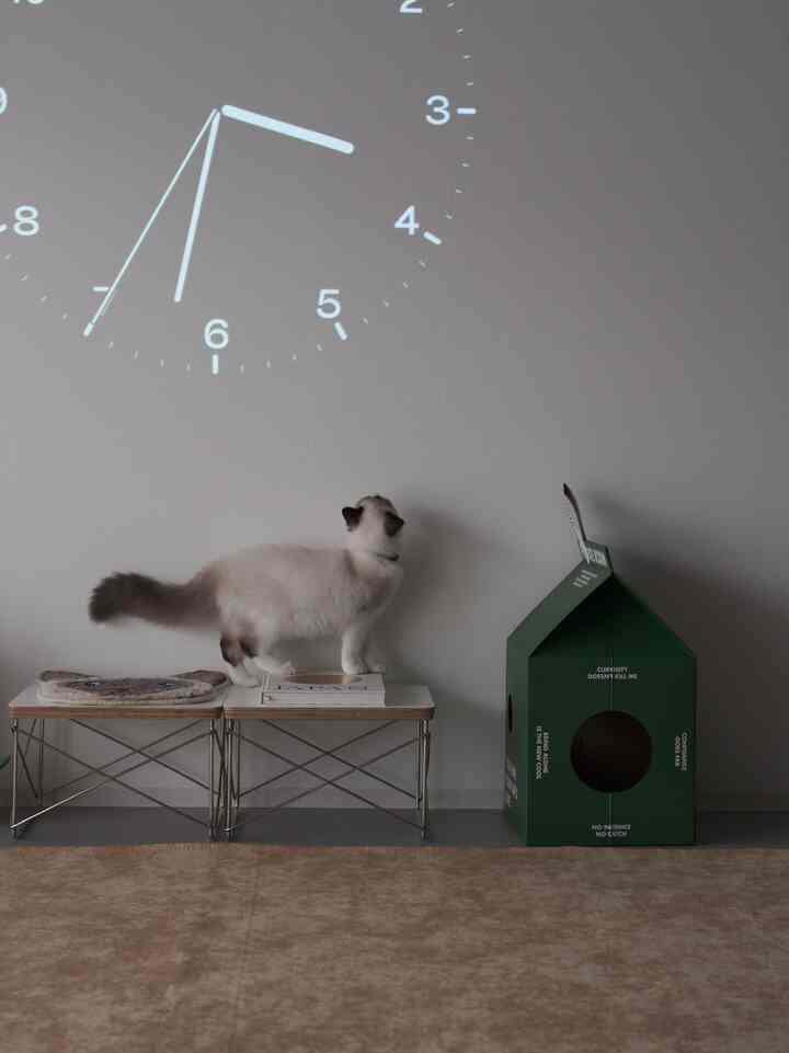 Simple living room with beige rug and green pet house, a cat walking on a table beneath a clock projection