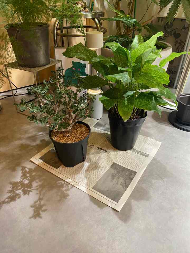 戦利品🌱
植欲の秋ってこゆことです。🍂 
#観葉植物
#塊根植物
#多肉植物
#北欧
#北欧インテリア
#韓国インテリア
#1人暮らし
#1LDK
#ポスター
