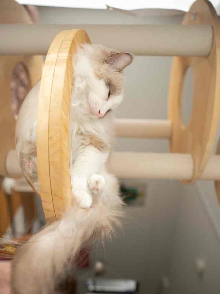 ナチュラルカラーの猫と暮らす空間、木製キャットタワーで猫がくつろいでいる雰囲気のあるインテリア