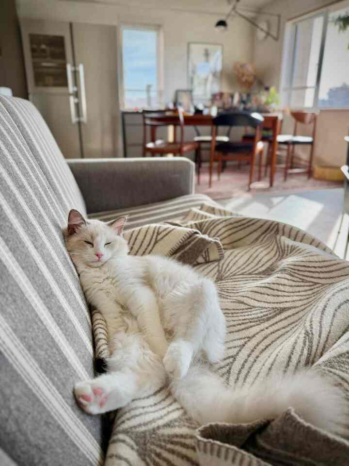 A beige and gray toned living room featuring a wooden dining table near large windows and a cat comfortably lounging on a sofa, creating a cozy atmosphere