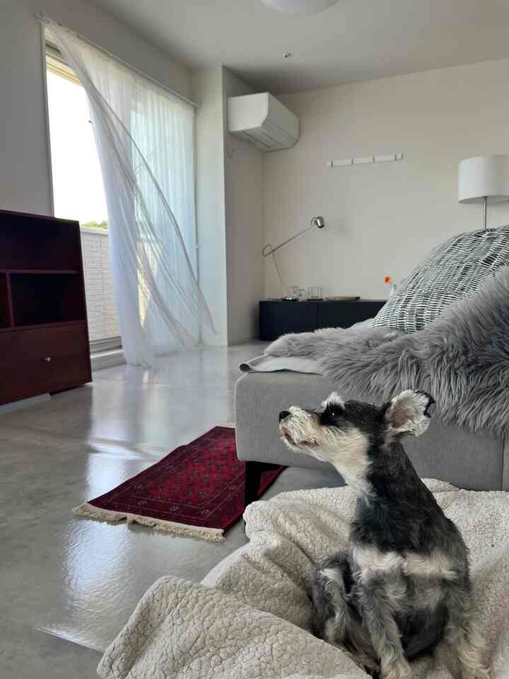 Dulu, saat aku belum punya aksesoris interior sama sekali.

Kontras antara furnitur gelap dan lantai abu-abu benar-benar menonjol.

Aku suka interior dengan warna-warna kontras.

#terjangkau
#IKEA
#midcentury
#karpettribal