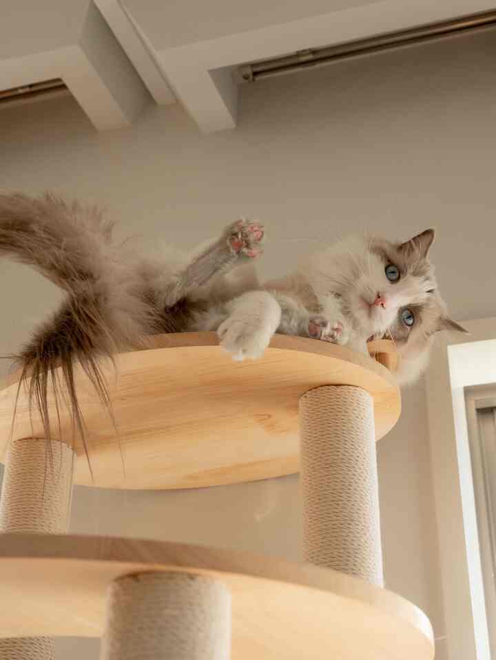 明るい木目調のキャットタワーの上でくつろぐ猫がいる温かみのあるペット空間