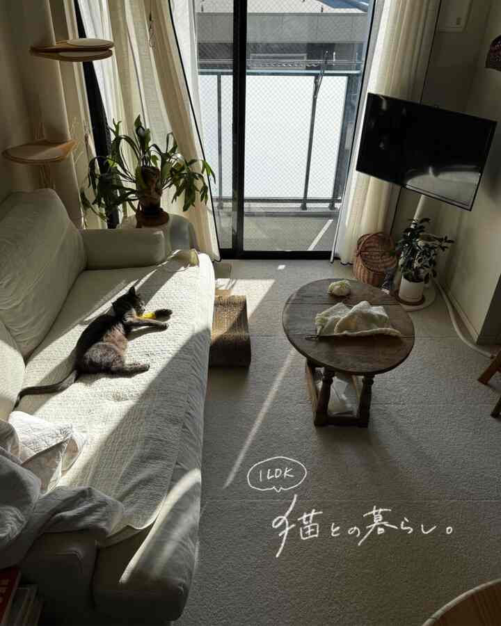 日差しの差し込む1LDKリビング、白いソファと木製ローテーブル、キャットタワー、そしてくつろぐ猫がいるナチュラルモダンな空間
