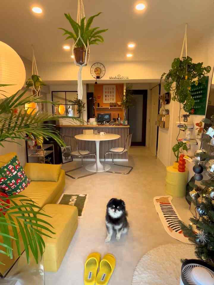 A cozy Nordic-style living room with a yellow sofa and transparent chairs; a cute Pomeranian dog sits centrally on the floor