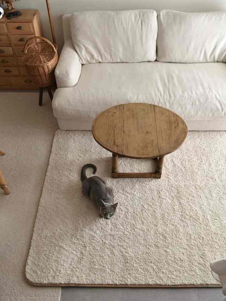 The rug was so cute though 🐈‍⬛

#rug #リビング #賃貸 #ローテーブル
#antique #二人暮らし #ソファ
#couple #ホットカーペット #猫との暮らし