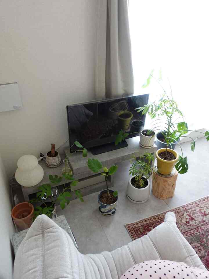 観葉植物たち今年は冬を越せるかな…

#観葉植物のある暮らし #観葉植物 #テレビ周り #リーンロゼトーゴ #ペルシャ絨毯
