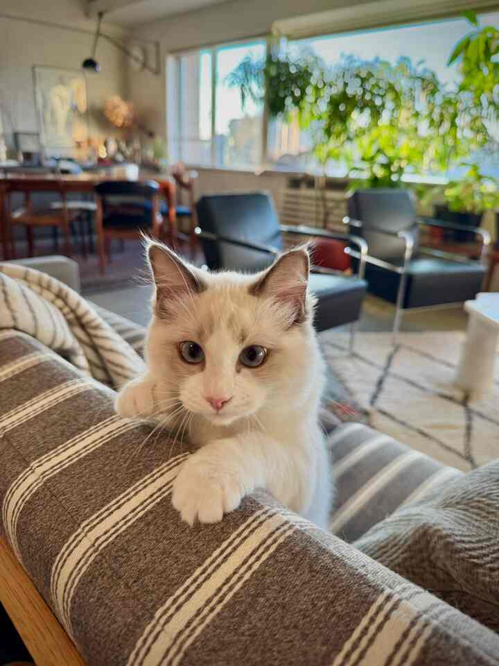 Natural-toned living room with a cat on the sofa, large window letting in abundant natural light creating a cozy atmosphere