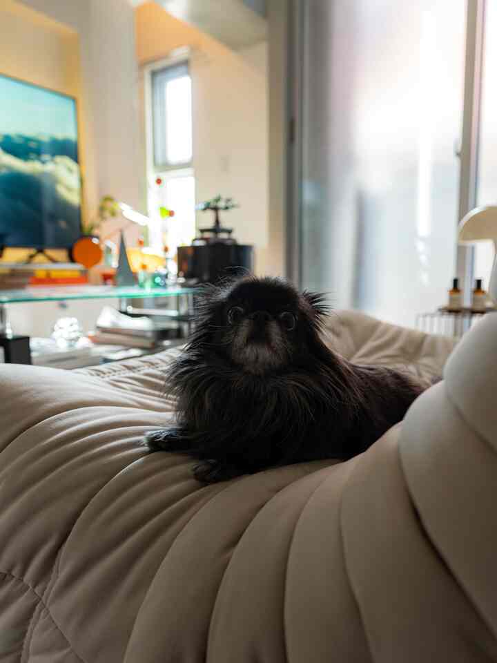 ベージュのソファに黒い小さな犬が座っている北欧風のリビングルーム