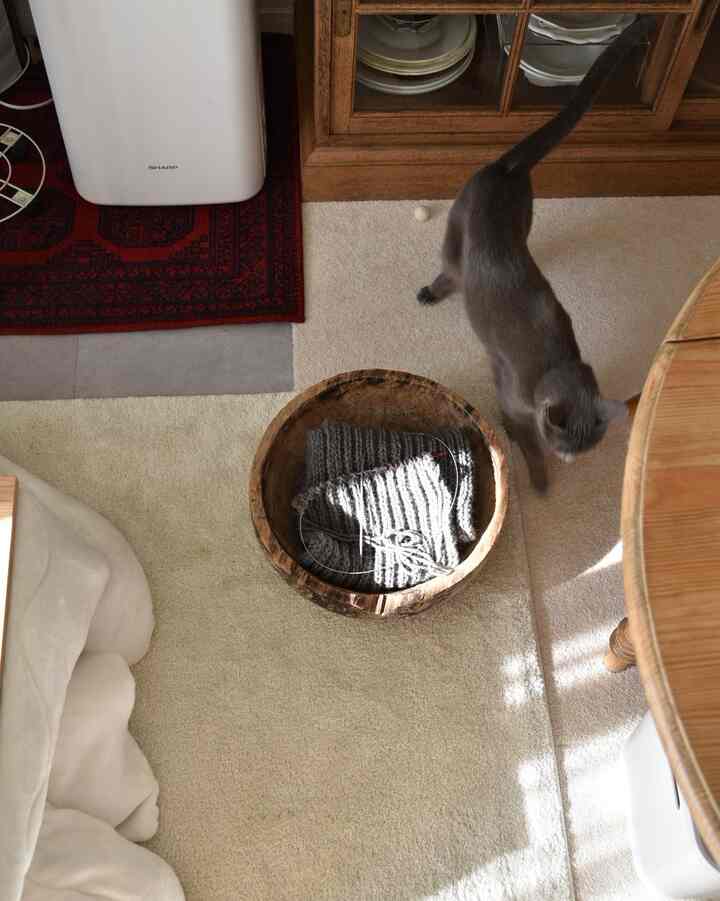 ベージュと木目調の玄関、猫がいる自然で落ち着いた雰囲気のインテリア