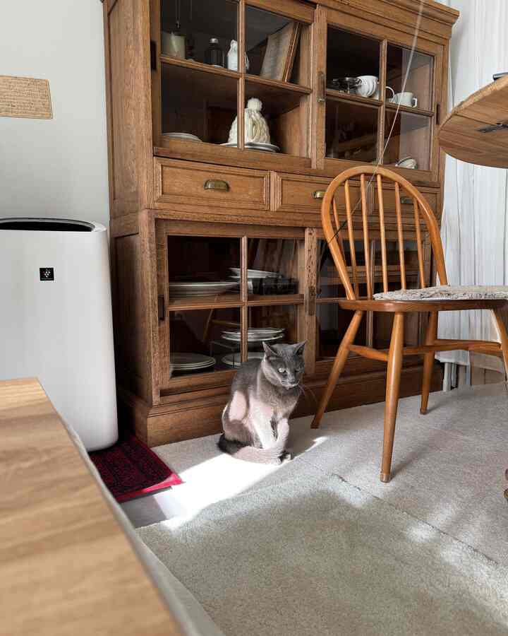 White and brown wood tone living space featuring a glass cabinet and a cat sitting centrally, creating a cozy atmosphere