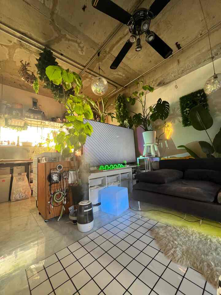 Ini Sabuaka. Musim dingin adalah waktu keemasan yang singkat.

#Mechas dan Rumput #観葉植物 #リノベーション #cozy #diy