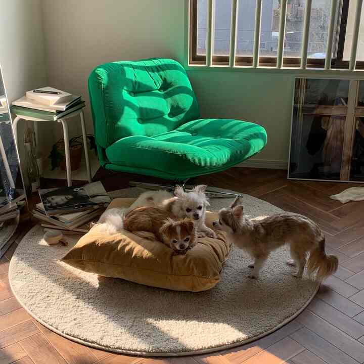 クッションの取り合いです
#ikea #livingroom #cozyroom #magazine #roomwithpets