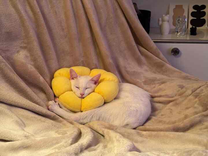 #エリザベスカラー #猫のいる暮らし #まねきねこ
#招き猫 #USM