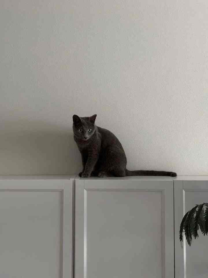 白い壁と本棚の上にグレーの猫が座る、ナチュラルでシンプルな雰囲気のインテリア