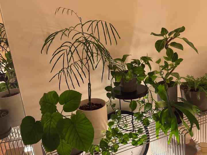 #植物 #観葉植物 #ポトス #ウンベラータ #エバーフレッシュ #ネザーランド #ネフロレピス #フィカス #植物のある暮らし #植木鉢 #全身鏡 #ディスプレイラック #プラントスタンド