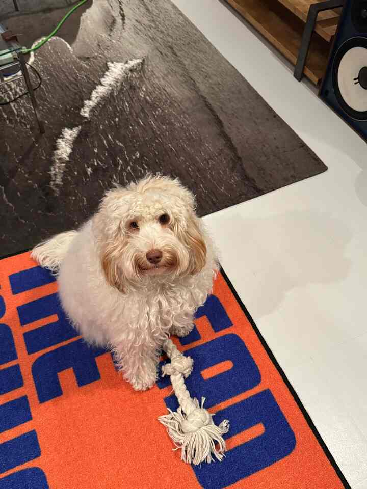 オレンジとブルーのラグが敷かれたリビングの床に白い犬とロープのおもちゃが置かれた雰囲気のある空間