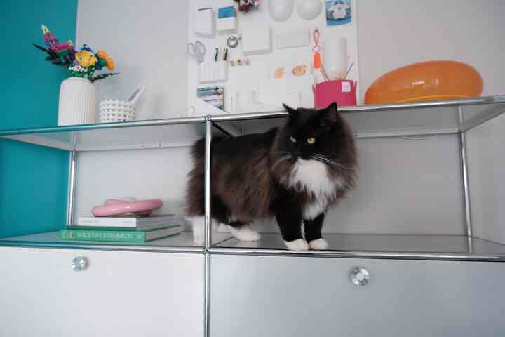 Modern storage space dominated by white and black tones, featuring a cat standing on an open shelf