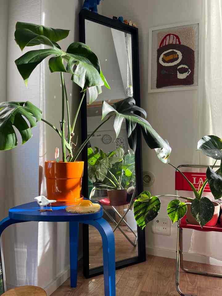 Bright entrance area featuring a blue stool, large mirror, and lush green plants with natural wooden flooring