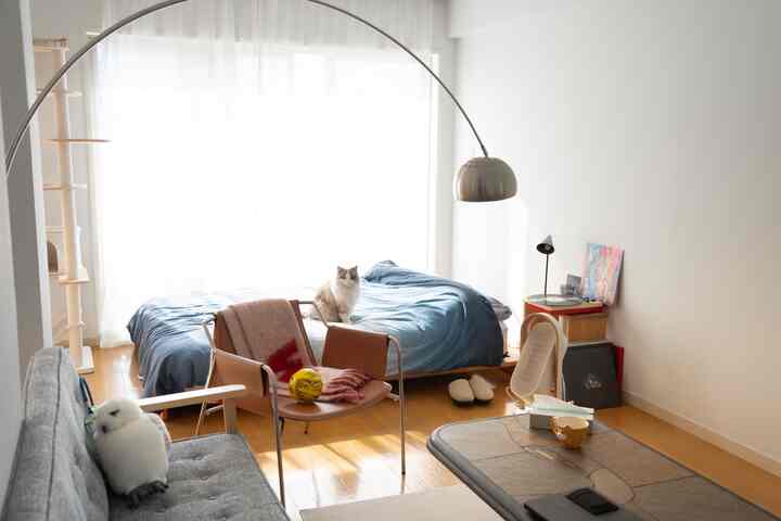 Bright white-walled single household bedroom with natural light, blue bedspread, cat on bed and cat tower, creating a natural atmosphere