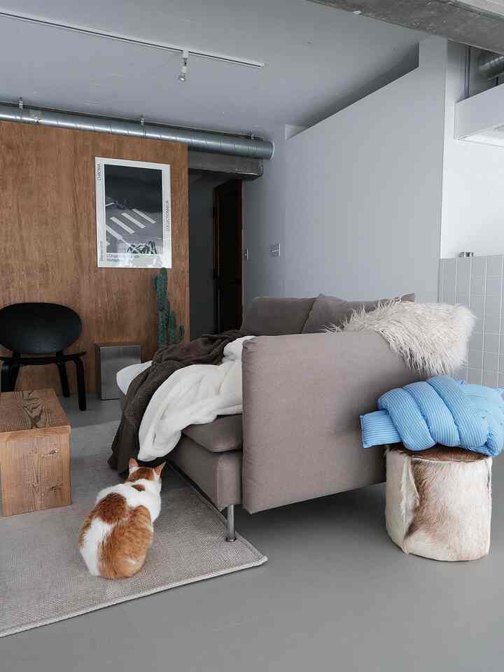Natural-toned living room featuring beige sofa and a cat, creating a cozy atmosphere