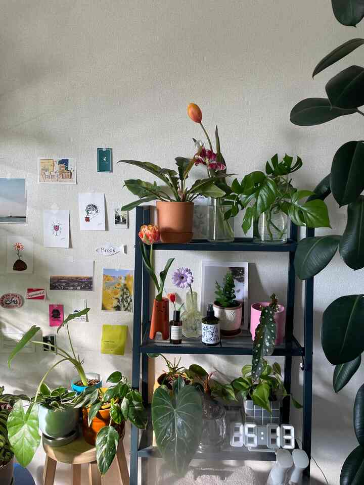 Natural-toned living space with white walls, navy metal shelf and various potted plants arranged harmoniously