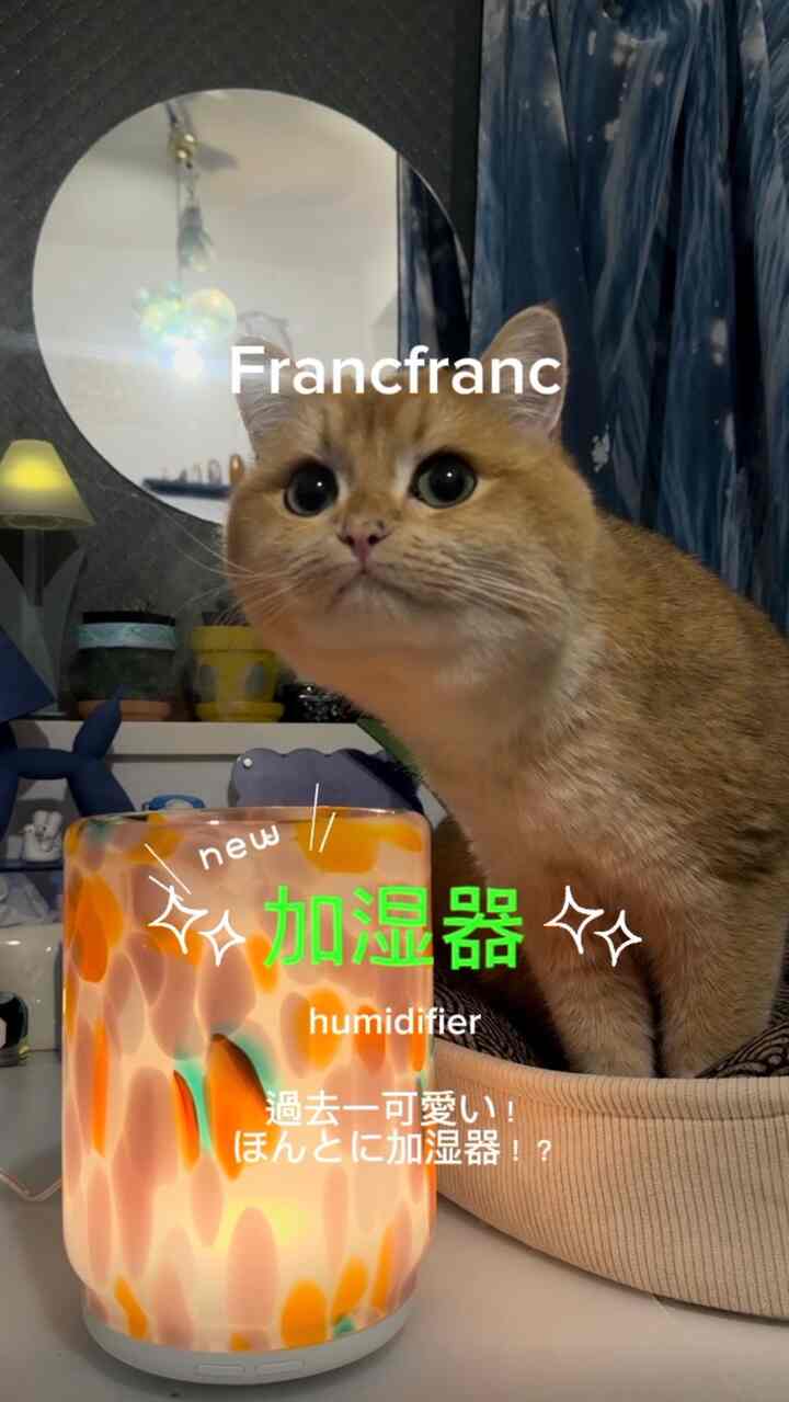 肉太郎の舞い込んだmoipiroomさんのインテリア実例写真