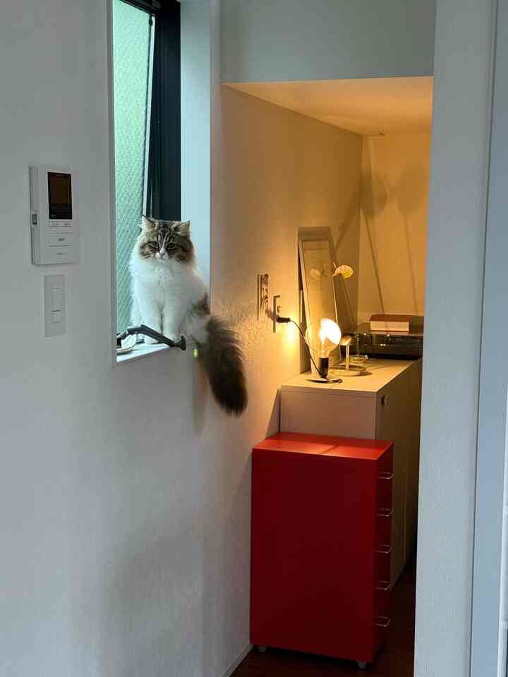 Small white-walled room featuring a red cabinet and table lamp with a cat sitting on the window sill in a Mid-Century Modern style space
