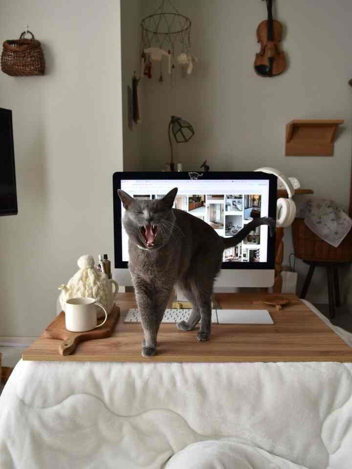 風邪ひいた時だけ許される体制💻

#デスクワーク #リモート #デスク周り
#こたつ #猫との暮らし #インテリア雑貨