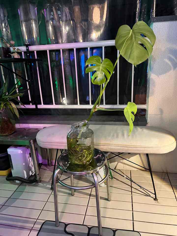 ベージュのベンチと金属製スツールの上に置かれた大きな緑の植物がある狭いバルコニーの空間