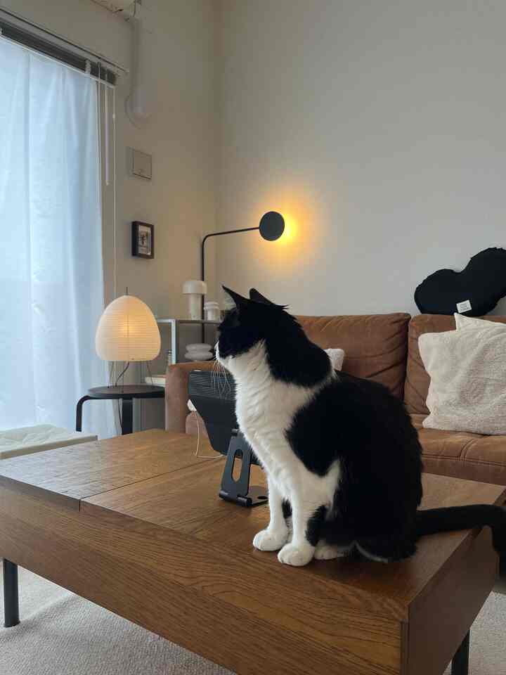 Natural modern living room with white walls and brown sofa, cozy space featuring a rug-covered table and a black-and-white cat