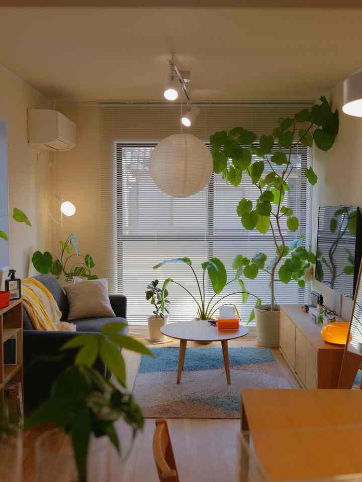 ナチュラルカラーと木目調の1LDKリビング、ソファとコーヒーテーブル、複数の植物が配置された明るく居心地の良い空間