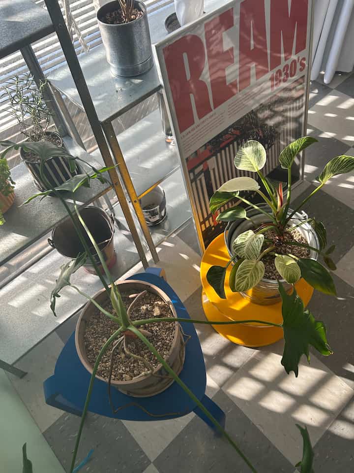 天気のいい日の植物〜☀️
ポスター新しくgetしたから
今度家にあるポスターまとめて載せようかな
#植物 #ohouse2026 #新生活
#一人暮らし #ミッドセンチュリー