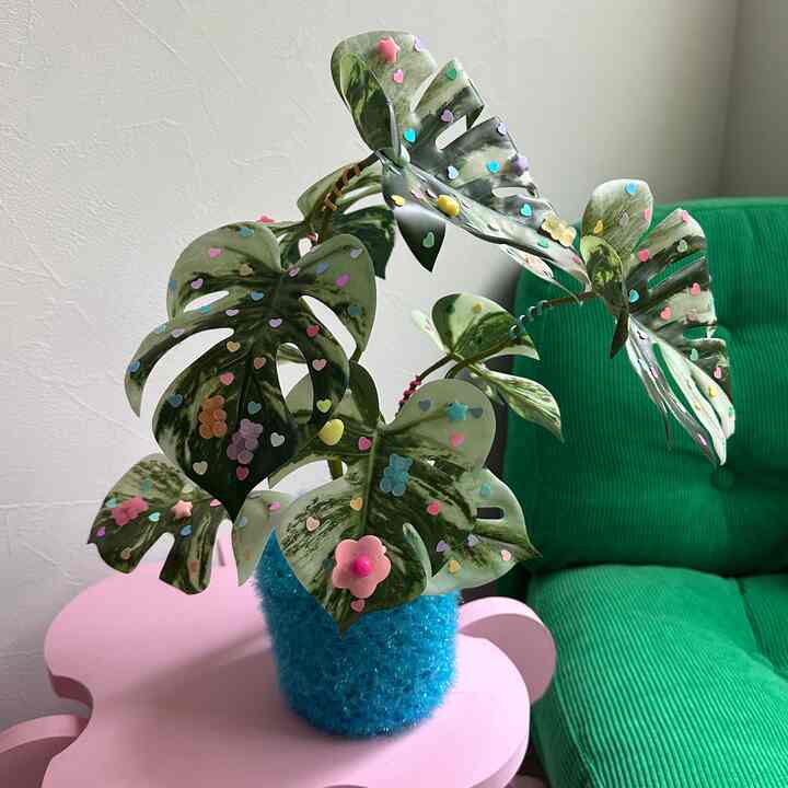 Selamat tinggal Tokyo 🪴

{0 #TetapDiRumah} {1 #Interior} {2 #WarnaTerang} {3 #Interior} {4 #InteriorSatuRuangan} {5 #Homestagram} {6 #Lippin} {7 #HomeSpamHome} {8 #InteriorWarnaTerang} {9 #Lucu} {10 #InteriorLucu} {11 #RumahLucu} {12 #MerahMuda} {13 #Kuning} {14 #Wadah} {15 #PotBunga} {16 #Tanaman} {17 #Permainan} {18 #TanamanHias} {19 #BungaBuatan}