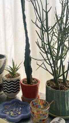 #築古賃貸
#interior
#一人暮らし
#観葉植物
#カラフルインテリア
