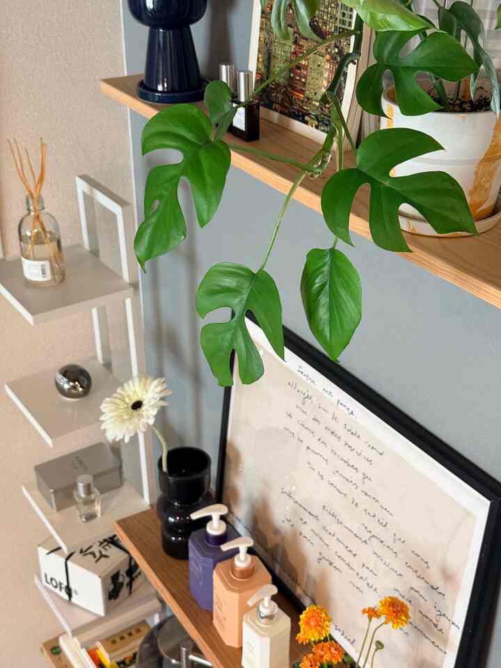 自然な色調と白い壁と棚がある空間、多様なオブジェと緑の植物が配置されたモダンなインテリア