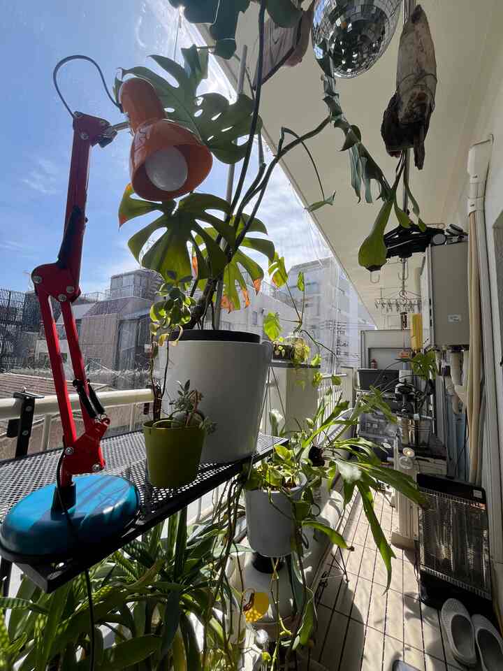 Saya senang dapat melanjutkan aktivitas santai saya sebagai duta untuk Musim 9 dan 9.5, melanjutkan dari Musim 9.

Dengan banyak sinar matahari dan tanaman yang tumbuh subur musim ini, saya menantikan untuk memposting lebih banyak lagi!

#OneRoom #賃貸インテリア #観葉植物 #リノベーション #diy #cozy