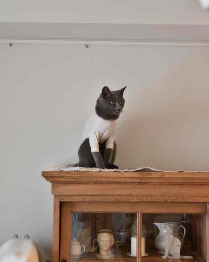 白い壁とナチュラルブラウンの木製キャビネットがある空間に、白い服を着た猫が座っているシンプルモダンなインテリア