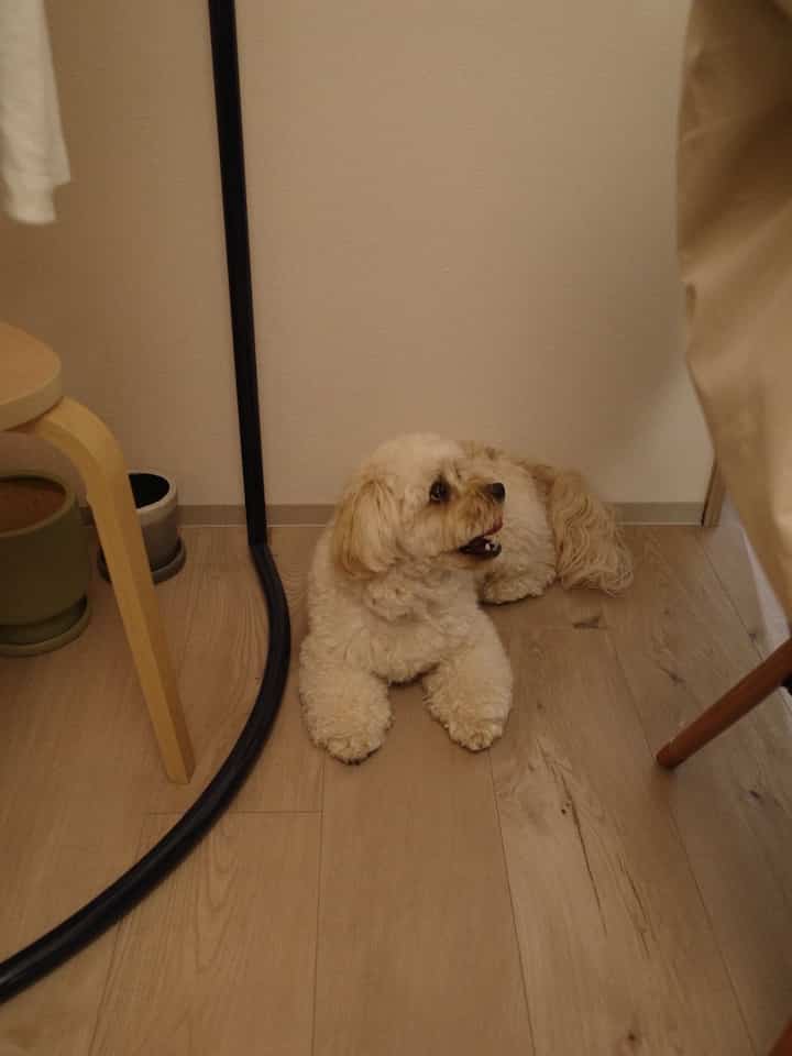 暖かい木目調の床と壁、くつろぐ小型犬がいる落ち着いた空間