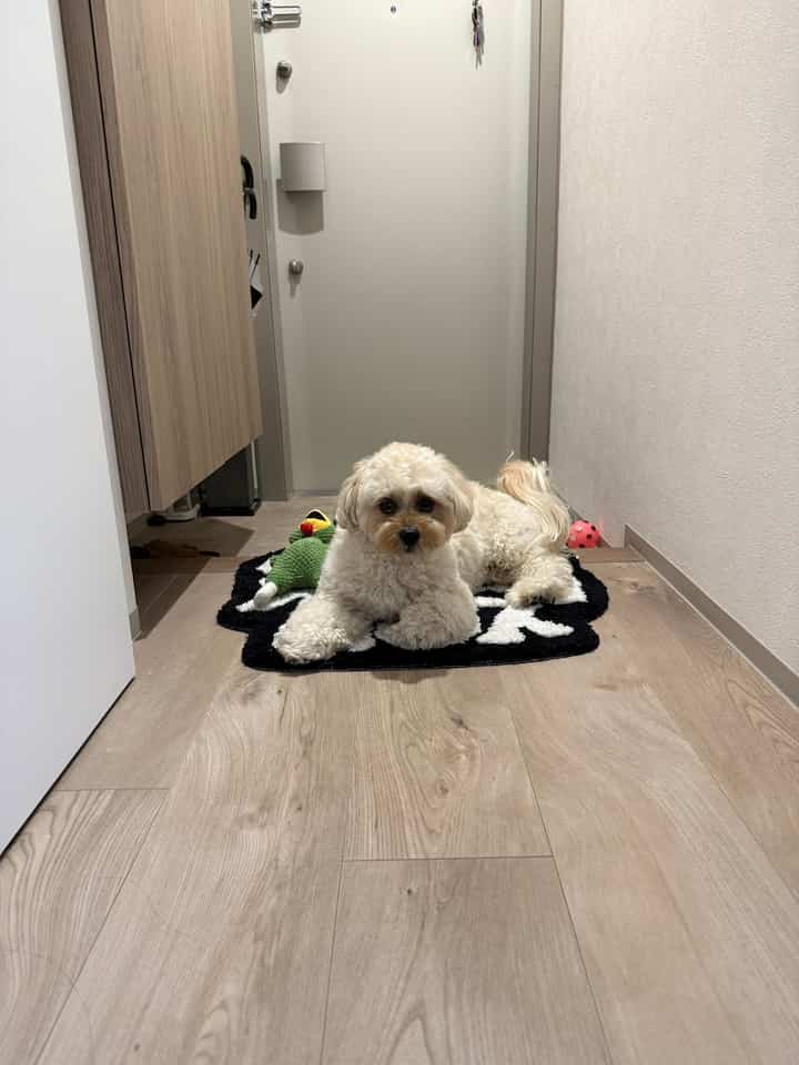 木目調の床と黒いラグのある玄関、ラグの上でくつろぐ犬がいる落ち着いた空間