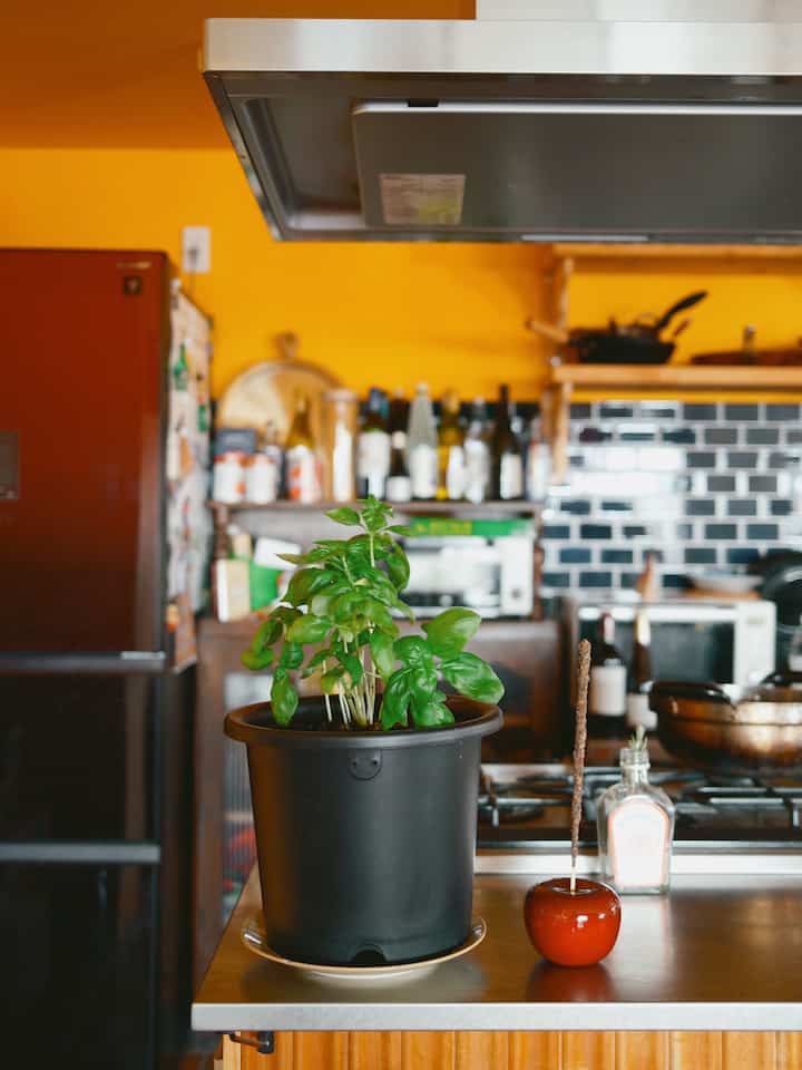 今年当たらな挑戦！

昨年栽培に大成功した🌿バジル🌿

生のバジルがある生活はとっても素晴らしかったのですが、寒くなり始めると枯れてしまいました。
今年はうまく行くかわかりませんが一つはベランダ、一つは部屋の中で育てることにしました。

うまく行けば越冬して、一年中バジルを楽しめるのでは！

#ohouse初夏準備
#初夏準備
#ガーデニング
#園芸
#バジル
#中古マンション
#中古マンションリノベーション
#マンションリノベーション
#家庭菜園
#원예
#리노베이션